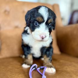 Zara - Tri-color female Bernedoodle puppy in Midland, Texas from Southern Oak Breeders LLC