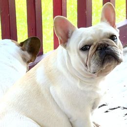 French Bulldogs from Bunny Ear Family