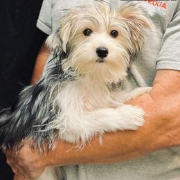 Yorkshire Terrier Puppies from Voss Yorkies