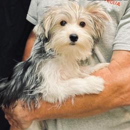 Yorkshire Terrier Puppies from Voss Yorkies
