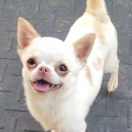 Theo - Chihuahua