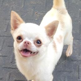 Theo - Chihuahua