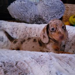 Dachshund and Great Dane Puppies from AZ's Prestigious Minature Dachshunds