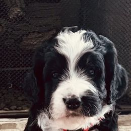 Bernedoodle Puppies from Black Barn Bernedoodles