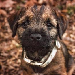 Aspen - Border Terrier