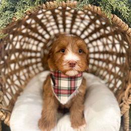 Charlie Brown - Caramel red male Australian Labradoodle puppy in Palmdale, California from Pixie Doodle Paws
