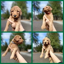 "Spring 2022 Litter" Goldendoodle Puppies from Emerald Hill Acres