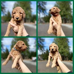 "Spring 2022 Litter" Goldendoodle Puppies from Emerald Hill Acres