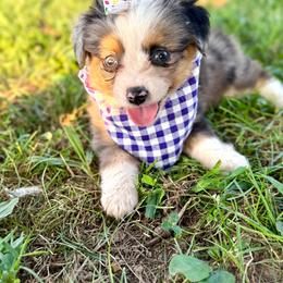 Storm - Blue merle female Toy Australian Shepherd puppy in Puryear, Tennessee from A&W Toy Aussies