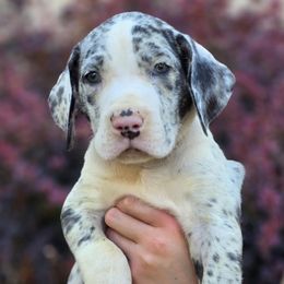 Merlin - Mantle merle male Great Dane puppy in Albany, Oregon from Red Cloud Australian Shepherds and DeGray Great Danes & Bulldogs