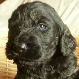 Goldendoodles from Goldendoodles Dream