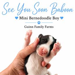 See You Soon Baboon - Tri-color male Bernedoodle puppy in Grove, Oklahoma from Guinn Family Farms