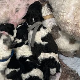 Gray collar boy - male Newfypoo puppy in Fairfield, California from Twin Sisters Doodles