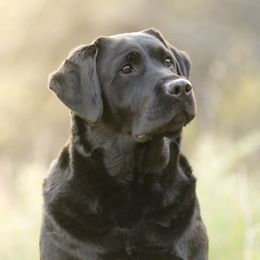 Syrah - Labrador Retriever