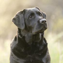 Syrah - Labrador Retriever