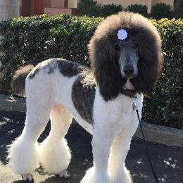 Priscilla  - Poodle