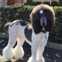 Priscilla  - Poodle