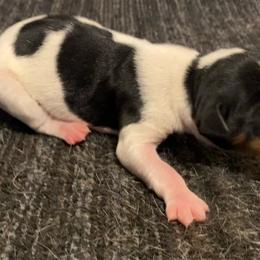 Boy 1 - White black and tan male Rat Terrier puppy in Iowa Falls, Iowa from Hawthorne Terriers