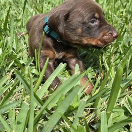 Lt blue red male - Red and rust male Doberman Pinscher puppy in Houston, Texas from Draggin Dobermans & Great Danes