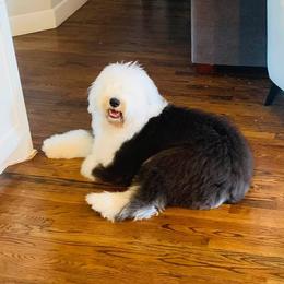 Old English Sheepdog Puppies from Yadah Sheepdogs