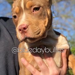 Bluff - American Bully puppy in Knoxville, Tennessee from Blueday Kennel