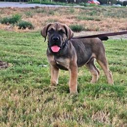 Chase -  Dark Coated Male - Brown male Boerboel puppy in Mansfield, Texas from Dynasty Blue Ridge Boerboel