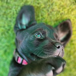 Labrador Retriever Puppies from Steele Caliber Retrievers