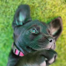 Labrador Retriever Puppies from Steele Caliber Retrievers
