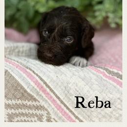 Reba - Chocolate female Australian Labradoodle puppy in Gladstone, Oregon from Beaver State Labradoodles