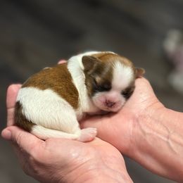 Will - Tricolor male Shih Tzu puppy in Tampa, Florida from Shih Tzus of Kingshyre