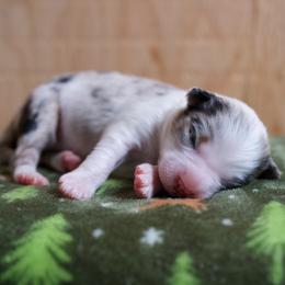 Australian Shepherd Puppies from River Run Australian Shepherds