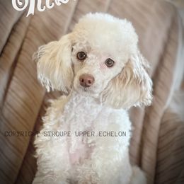 Rizzo - Poodle