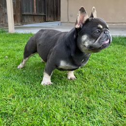 Nani - French Bulldog