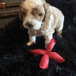Spot - Blenheim male Cavapoo puppy in Quitman, Mississippi from P&D Palace