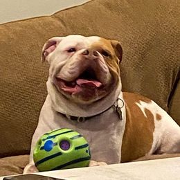 Red - Bulldog