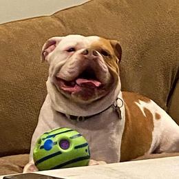 Red - Bulldog