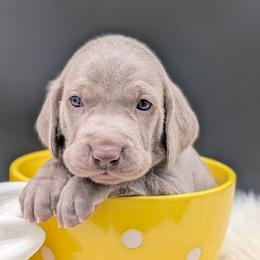 Lorraine - Silver gray female Weimaraner puppy in Evart, Michigan from Drehbar Weimaraners
