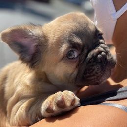 French Bulldogs from Fluffy Carrier Frenchies