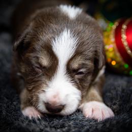 Girl 1 - female Border Collie puppy in Shelbyville, Tennessee from C Horns Ranch Border Collies
