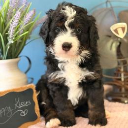 Lucky - Tri-color male Bernedoodle puppy in Denver, Pennsylvania from Redcay's Mini Bernedoodles