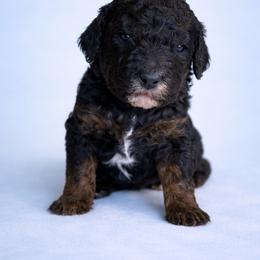 Girl 4 - Black female Poodle puppy in Eckert, Colorado from High Desert Poodles