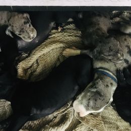 Great Danes from Double Doo Ranch