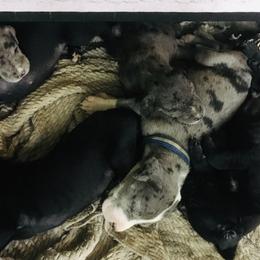 Great Danes from Double Doo Ranch