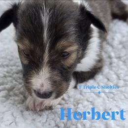 Herbert - Sable and white male Shetland Sheepdog puppy in Gladbrook, Iowa from T Triple C Shelties