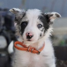 Mango - Blue merle male Border Collie puppy in Lodi, California from R3 Sport Dogs (Rafter 3 Ranch)