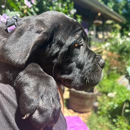 Mercy, Girl 2 - Cane Corso puppy from K9 Guardian Cane Corso