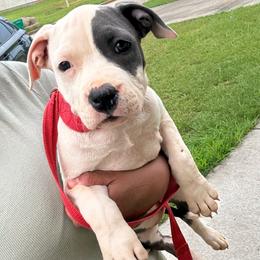 Clue - Blue female American Staffordshire Terrier puppy in Byron, Georgia from Lelani