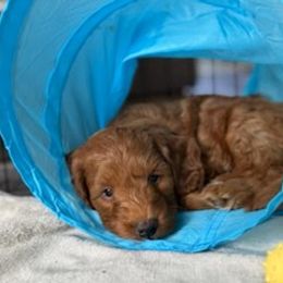 Skeeter, now ARLO - Red  male Goldendoodle puppy in Lillington, North Carolina from Peace, Love, and Puppies at the Creek
