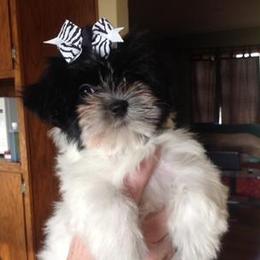 Havanese Puppies from EClair's Havanese and Westies