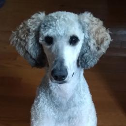Libby - Sable female Poodle puppy in Fairfield, Illinois from Positively Doodles